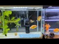 久しぶりの室内飼育　金魚動画✨　 金魚　 らんちゅう　 江戸錦　 桜錦　 ペット