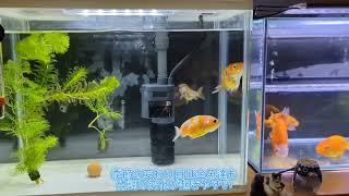 久しぶりの室内飼育　金魚動画✨　#金魚　#らんちゅう　#江戸錦　#桜錦　#ペット