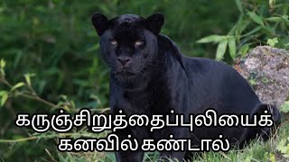 கருஞ்சிறுத்தைப்புலியைக் கனவில் கண்டால் | karunsiruthaipuliyai kanavil kandal |black panther in dream