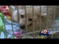 officials 2 children 20 pets living in filth