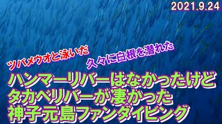 ハンマーリバーはなかったけどタカベリバーはすごかった神子元島ファンダイビング20210924