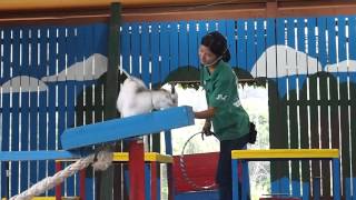 【しろとり動物園】どうぶつショー（ヤギ）②