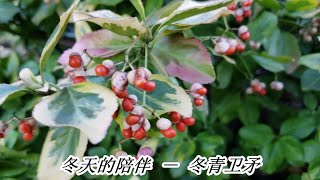 冬天的陪伴－ 冬青卫矛 Euonymus （wintercreeper)