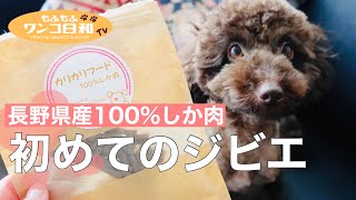 初めてのジビエ💕鹿肉ジャーキーを食べながら愛犬とトレーニングしてみた‼️【アゴ乗せ・ハイタッチ】