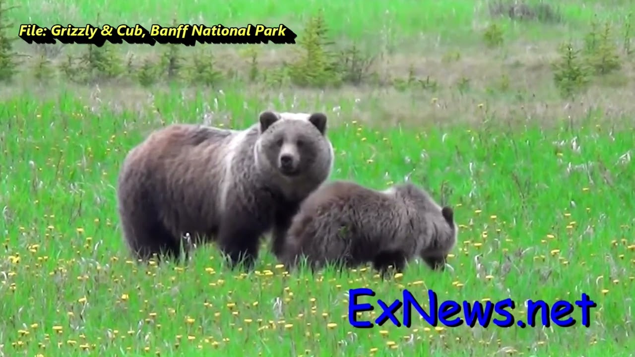 Grizzly Attack Leaves 2 Dead In Banff: Parks Canada