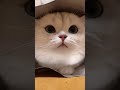 钻的不是零食袋，是我的心啊！😻 shorts 猫 猫咪 cat catvideos catlover britishshorthair ねこ