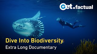Ocean Stories: Predators, Giants & Marine Mammals | Extra Long Documentary