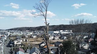 High Altitude Work: Cutting All the Branches of a Giant Zelkova Tree (2/2)