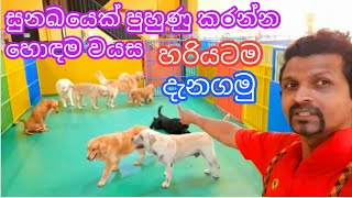 Exactly the best age to train a dog..සුනඛයෙක් පුහුණු කරන්න හොඳම වයස. හරියටම දැනගමු.