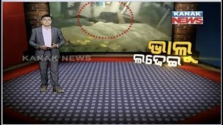 Damdar Khabar: Watch: Bear Fight In Nabarangpur Over Food