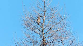 Eurasian Jay mimicking a Buzzard