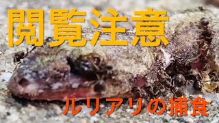 【閲覧注意】ルリアリの捕食