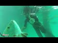 Anambas Spearfishing. Mangrove jack day ||Trip pulau spot andalan di bawah pelabuhan 🎥 #9