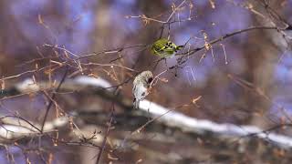 [4K] Redpoll and Siskin ベニヒワ とマヒワ