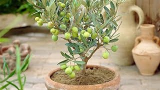 How To Grow Olive Plant.All about  its Fertilizer Tips \u0026 Complete Prunning Guide. Grow Zaitooon