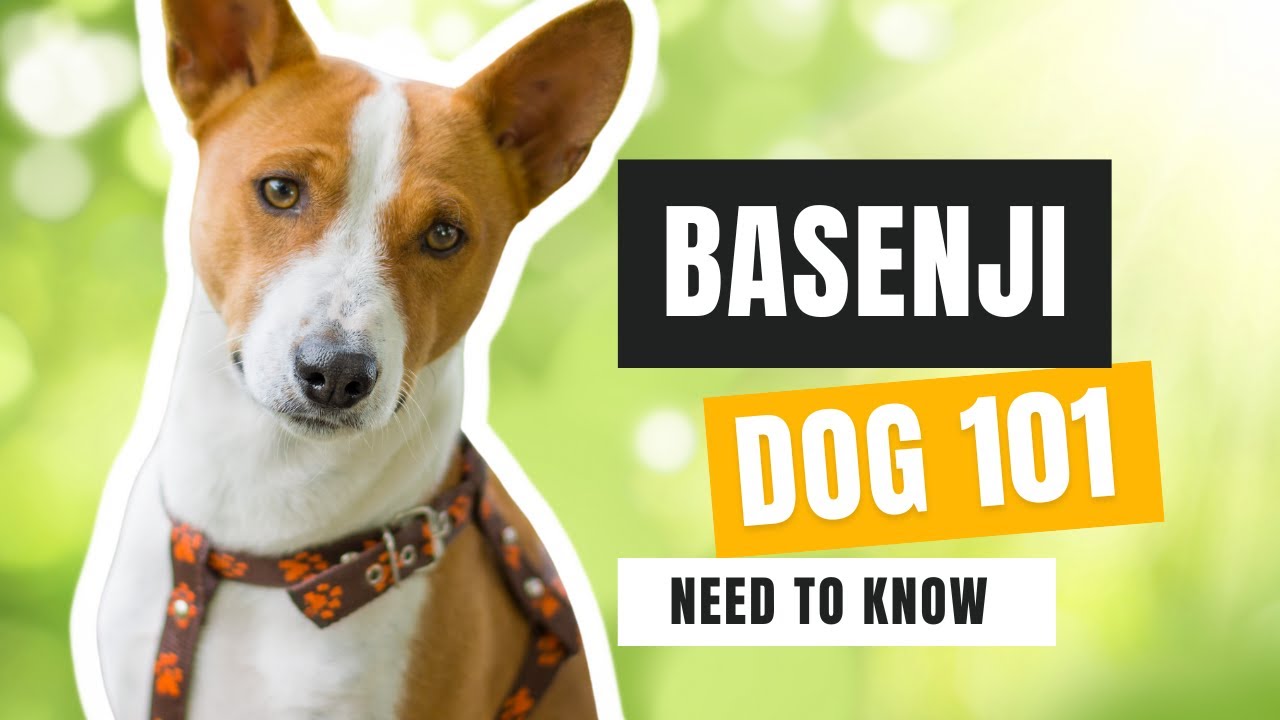 Basenji Dogs 101 - What You NEED To Know Before Adopting - YouTube