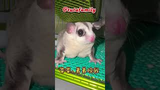 爸爸，弟弟咬我【蜜袋鼯的生活日常】【 Sugar Glider 】【フクロモモンガ】【ชูการ์ไกลเดอร์ครับ】【 슈가글라이더 】   @tutufamily