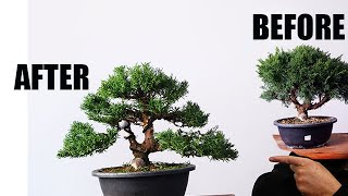 Bonsai Design | Juniperus itoigawa