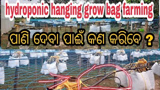 hydroponic hanging grow bag water system। hydroponic ଚାଷ ର ପାଣି କିପରି ଦିଆ ଯାଏ।  Odisha hydroponic