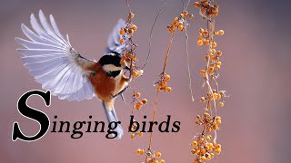 Morning relaxing music with bird songs, beautiful sounds. Relaxing Music with Birds Singing