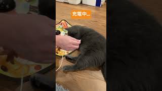 充電される猫 #shorts