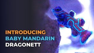 Introducing Captive Bred Baby Mandarin Dragonet and Feeding Challenges | Blue Reef Tank