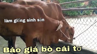 Báo giá cặp cái tơ, chọn con giống cho chăn nuôi sinh sản. Lh trại ☎️📣0564099712 | gia hân vlog