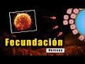 Fecundación Humana