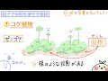 【中1理科b5】胞子で仲間を増やす！シダ植物とコケ植物【つくしの胞子も見てみよう】