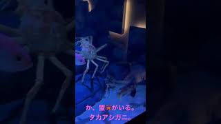 タカアシガニ🦀