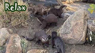 みんな仲良し元気なカワウソファミリー　　Otters happy family