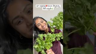 మీకు తెలుసా ఈ పచ్చడి⁉️First time చేశాను🤤#kothimeerapachadi #shorts #trending #coriander #cilantro