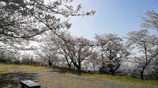 桜満開　絶景スポット　和歌浦　高津子山