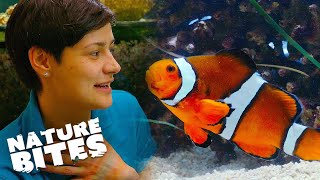 Incredible Transformation: Badass Male Clownfish Changes Gender! | Nature Bites