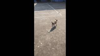 আমি জয়ী #cutedog #dog #puppy #funnyvideo