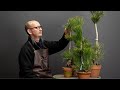 Growing pines from seed, part 1