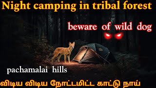 Night tent camping in deep tribal forest|tent அருகே சுற்றிய wild dog|camping and cooking|pachamalai