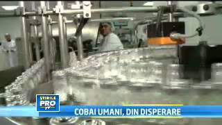 COBAI UMANI din disperare 2012