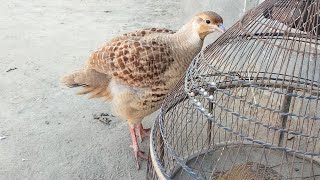 Francolinus teetar panchititli ka awaaz Crested francolin Francolinus