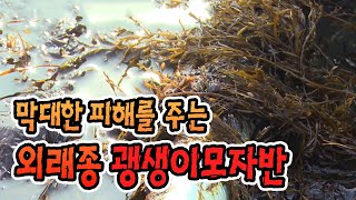 해안 생태계를 어지럽히는 외래종 괭생이모자반 / YTN 사이언스