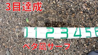 ベタ凪サーフでヒラメが釣れ3目達成