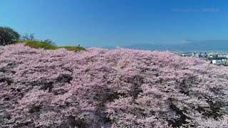 松本弘法山古墳の桜と乗鞍岳などの山並み遠望　FUKEI 81598