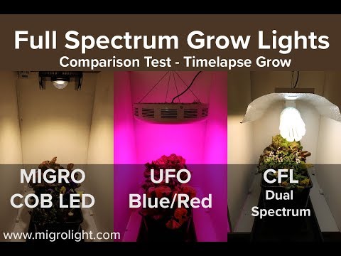 Full spectrum grow light comparison test - COB vs Red Blue LED vs CFL Full spectrum grow light comparison test - COB vs Red Blue LED vs CFL