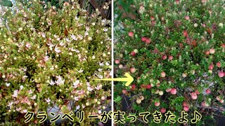 2020年10月秋の花【癒し】庭の花の風景Part27　クランベリーの花が実っていく様子