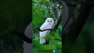 Nature status with hindi song 🌲🐦#nature #naturelovers #wildlife #trending #shorts #youtube