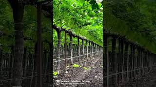 Excellent canopy management #grapes #grapesfarminginindia #farming #agriculture #organicfarming