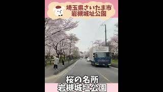 【桜の名所】埼玉県さいたま市岩槻城址公園2022.3.29開花の様子