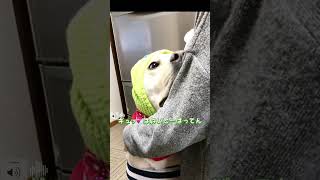 風ン強かとです🌬ばってん早よ おさんぽに行きたかとです🐕💕