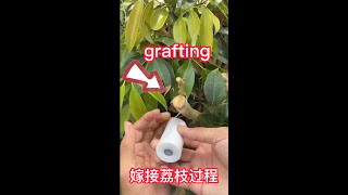 荔枝嫁接的操作過程，採取切接的方法，接穗對準砧木的形成層，這樣成活率高    The  process of lychee grafting adopts the method of cutting