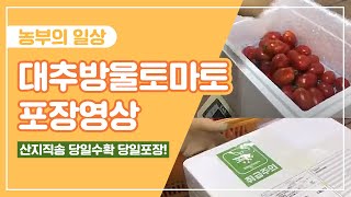 대추방울토마토 포장영상